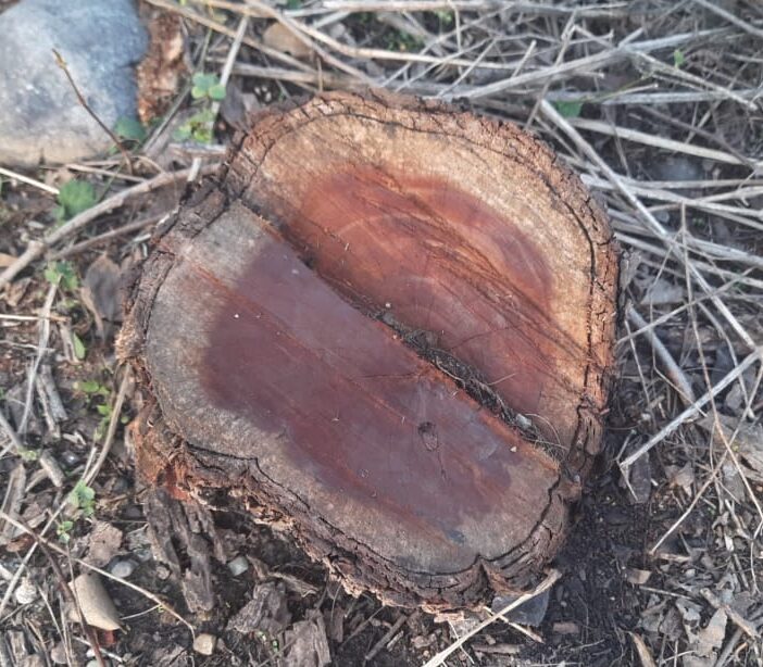 पंचकूला में खैर से लदी दो पिकअप गाड़ियां पकड़ी गई, लकड़ी कहां से कटी जवाब किसी के पास नहीं