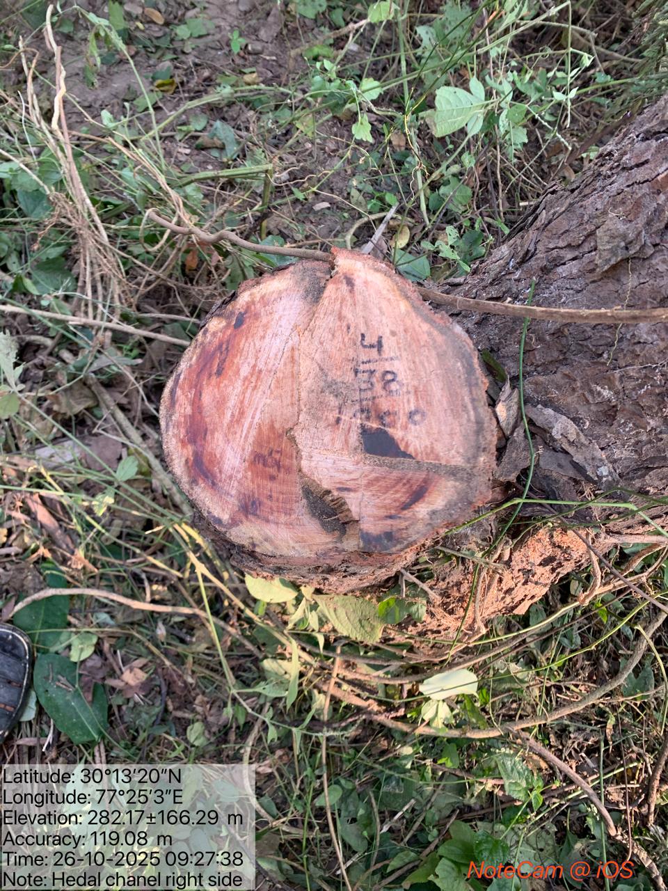 खैर तस्करों ने कलेसर रेंज के हाइडिल लिक चैनल के समीप कटे आठ पेड़, चार आरोपी एक बाइक काबू