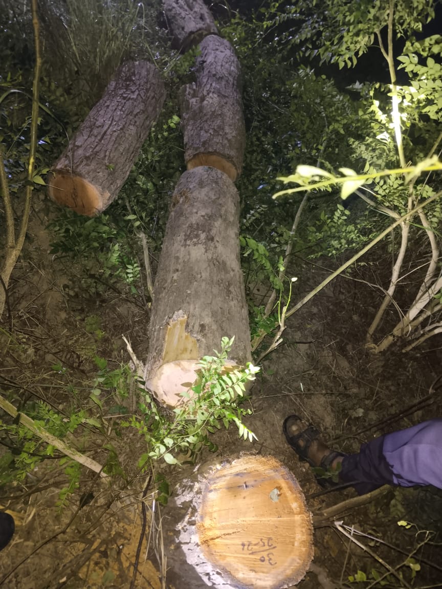 मेहरनीवाला प्रोटेक्टड फारेस्ट से पेड़ काट रहे खैर तस्कर स्टाफ को देखकर हुए फरार, बाइक व लकड़ी बरामद