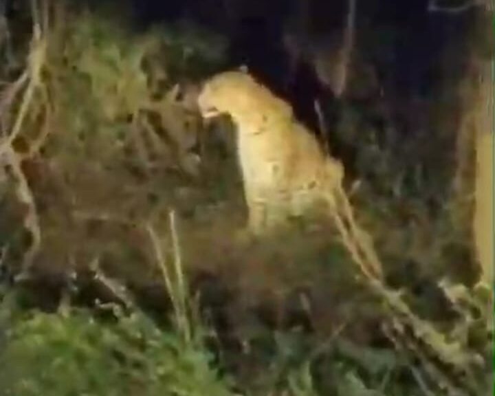 शहर की सरहद में पहुंचा तेंदुआ……. पिंजरा लगाकर पकड़ने का होगा प्रयास