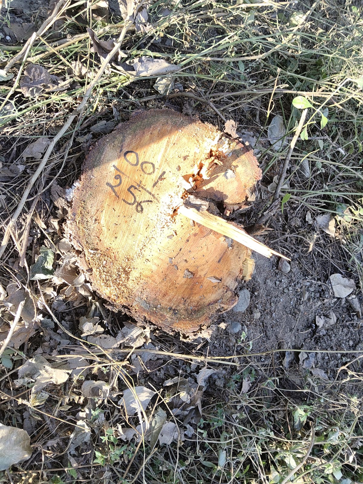 अराईयांवाला एरिया में हुआ बड़ी संख्या में अवैध कटान, मैदानी इलाके में भी वारदात होना विभागीय सर्तकता पर कर रहा है सवाल खड़े