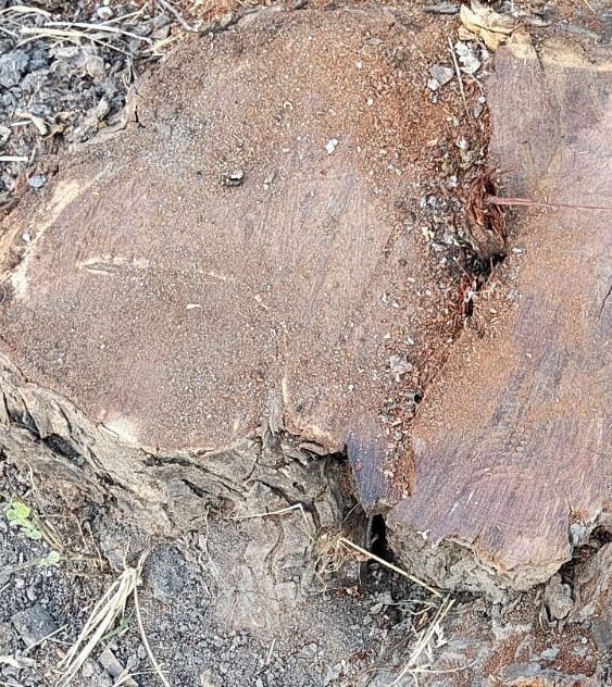 सरकारी जंगल से खैर के 11 पेड़ काटे जाने का मामला, यमुनानगर डिविजन में नहीं रुक पा रहा है अवैध कटान