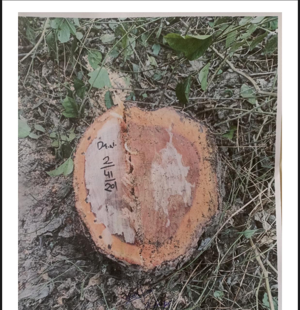 बेगमपुर में हाइडिल चैनल किनारे खैर का अवैध कटान,तस्कर लकडी से भरी कार लेकर फरार, एक आरोपी बाइक सहित काबू