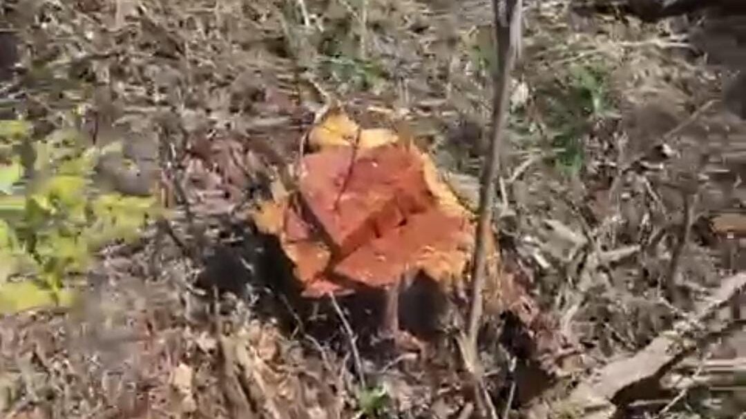 आसरेवाली में किसके आदेश पर हटी चेकपोस्ट? पीसीसीएफ रिपोर्ट व आरएफओ लेटर में विरोधाभास