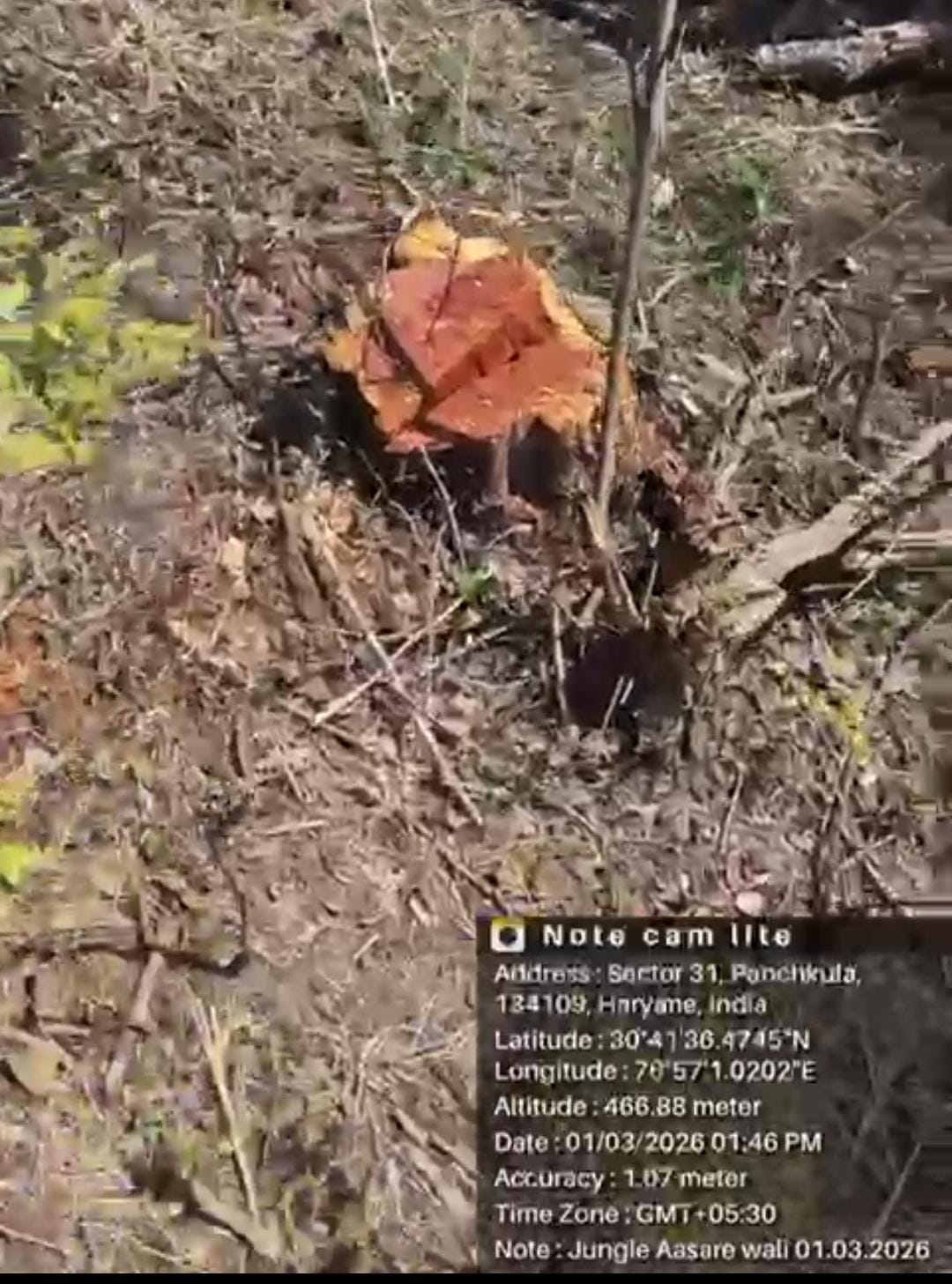 आसरेवाली पीएफ अवैध कटान मामला: डीडब्लयूएलओ ने पुलिस कमिश्नर को एफआईआर दर्ज करने व जांच के लिए लिखा पत्र