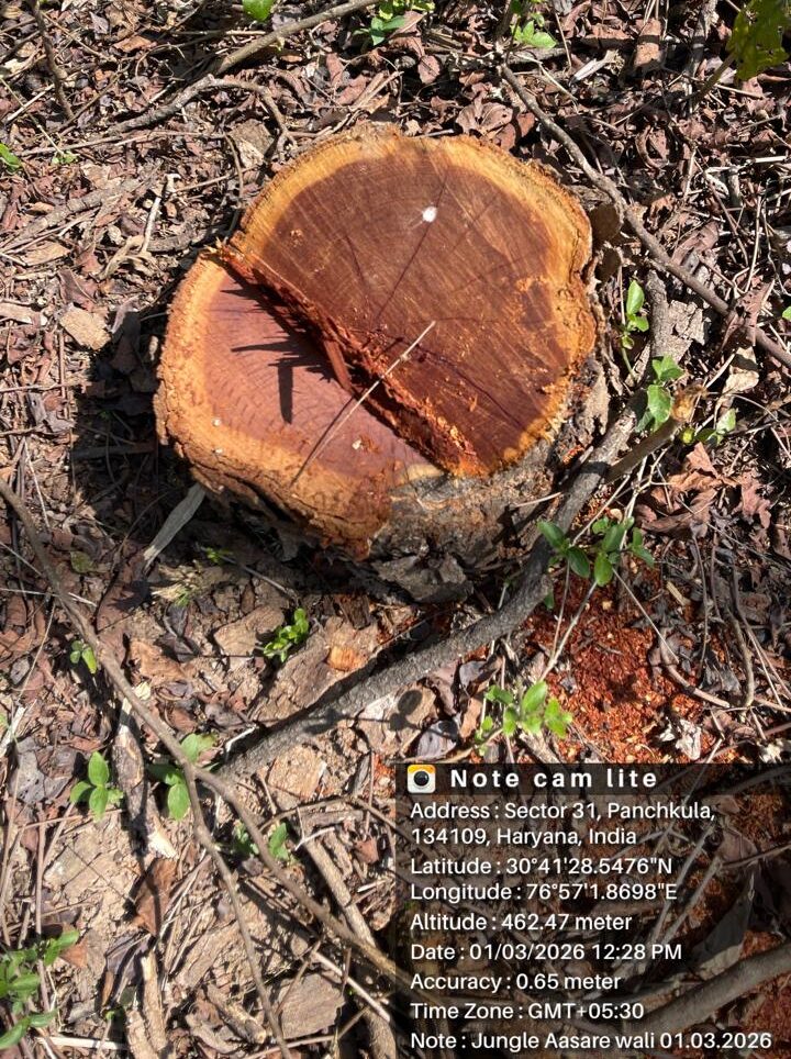 आसरेवाली अवैध कटान मामले में दो जांच कमेटियां: पीएफ के साथ सेक्शन-4 एरिया भी जांच के दायरे में