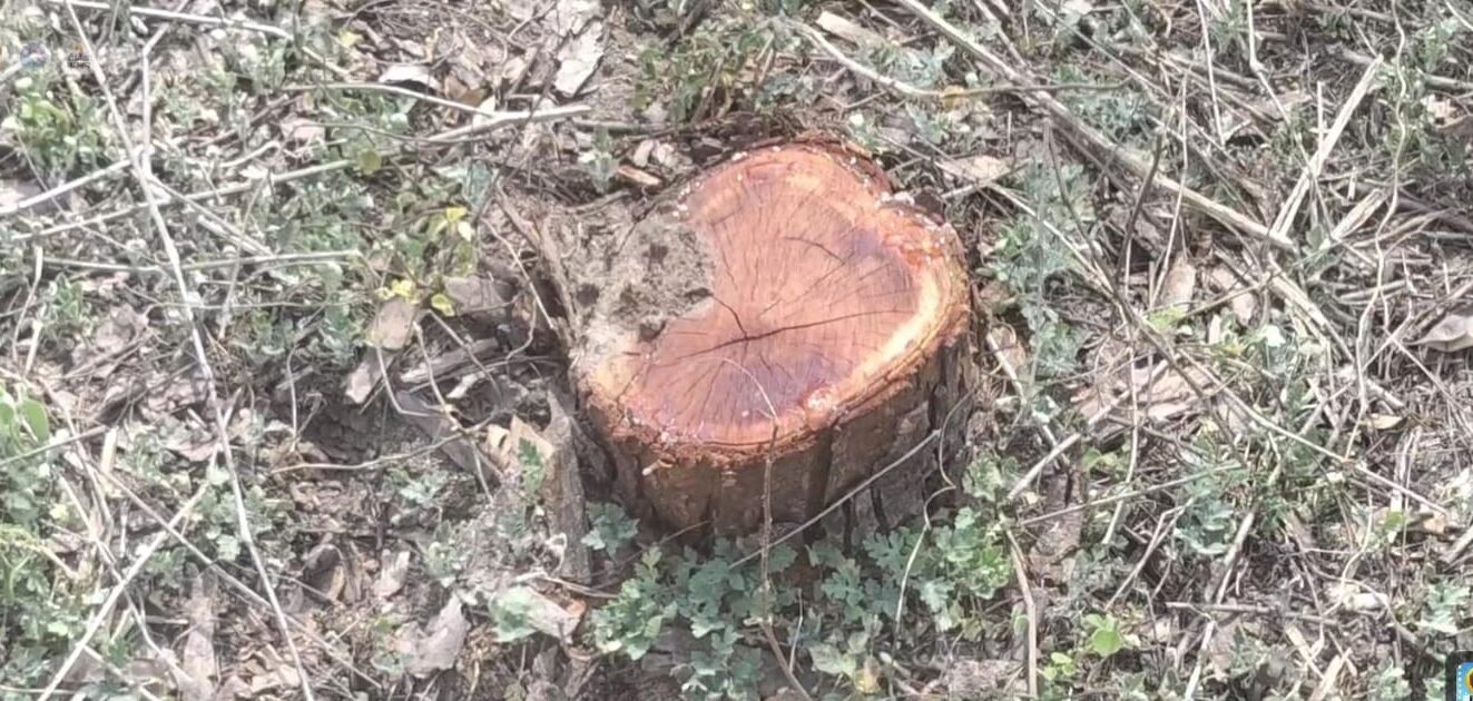 खैर कटान जांच: 14 दिन और हजारों हेक्टेयर वन क्षेत्र; क्या यह मुमकिन है या महज कागजी खानापूर्ति?