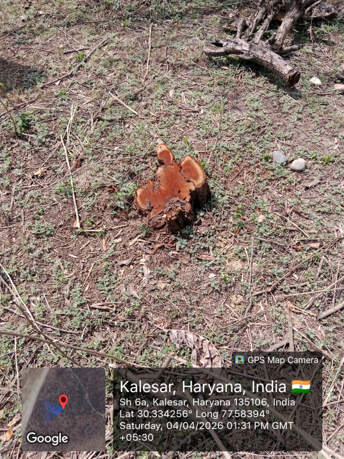 खैर वैली में खैर के दर्जनों पेड़ों के अवैध कटान में पंचायत विभाग एक्शन मोड में : पुलिस को एफआईआर के लिखा तो आरएफओ से भी मांगी रिपोर्ट