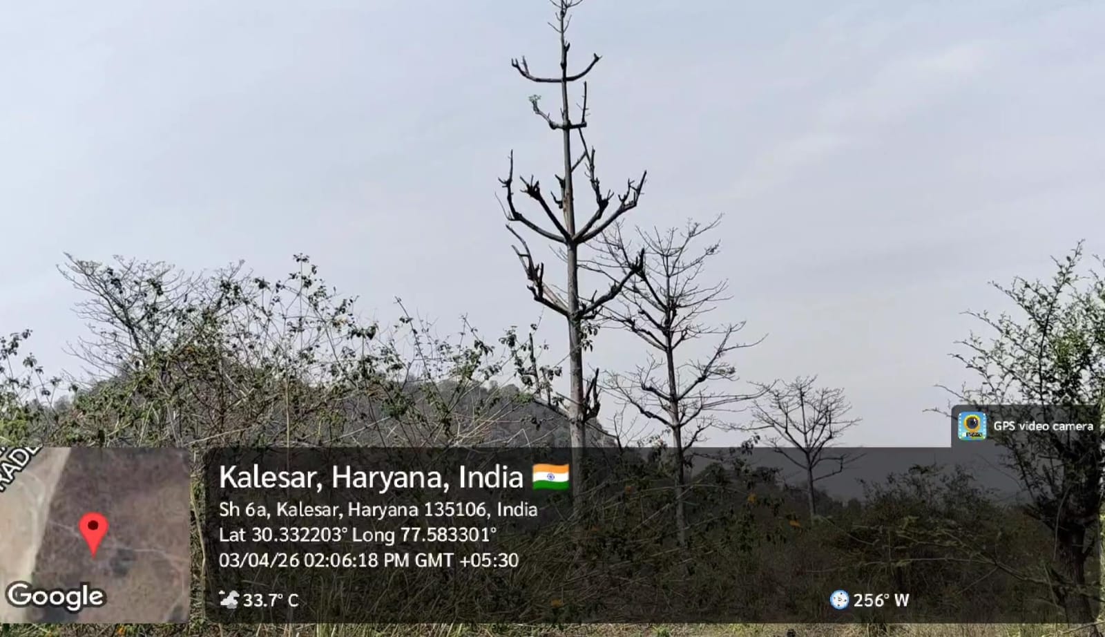 हथिनीकुंड बैराज अपस्ट्रीम में स्थित यमुना बेली में खैर के पेड़ों के साथ लाखों का घास-पूला भी साफ