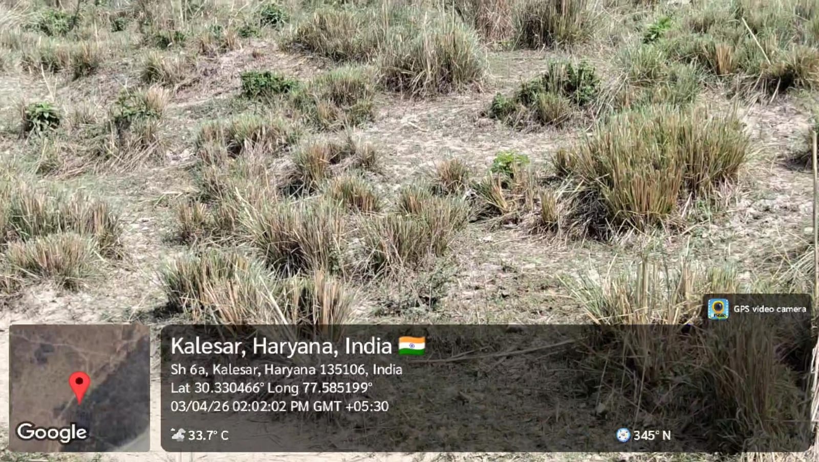 कलेसर खैर वैली में सिर्फ पेड़ नहीं, घास-पूला भी हुआ गायब: बीडीपीओ ने रेंज कार्यालय से मांगी रिपोर्ट