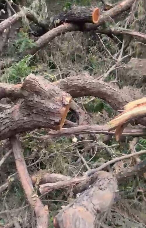  एचएमटी के बाद अब कालका रेंज में खैर के पेड़ों पर चला तस्करों का आरा, मुख्यालय ने दिए जांच के आदेश