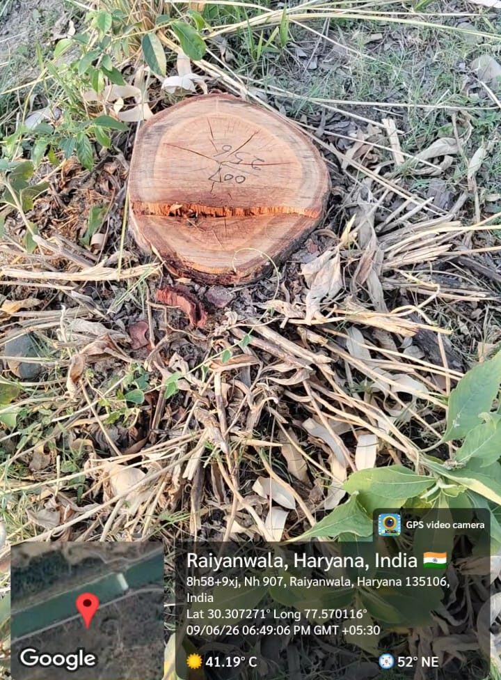 ताजेवाला में लाखों के सफेदे के पेड़ों पर चला आरा: वन और सिंचाई विभाग ने साधी चुप्पी