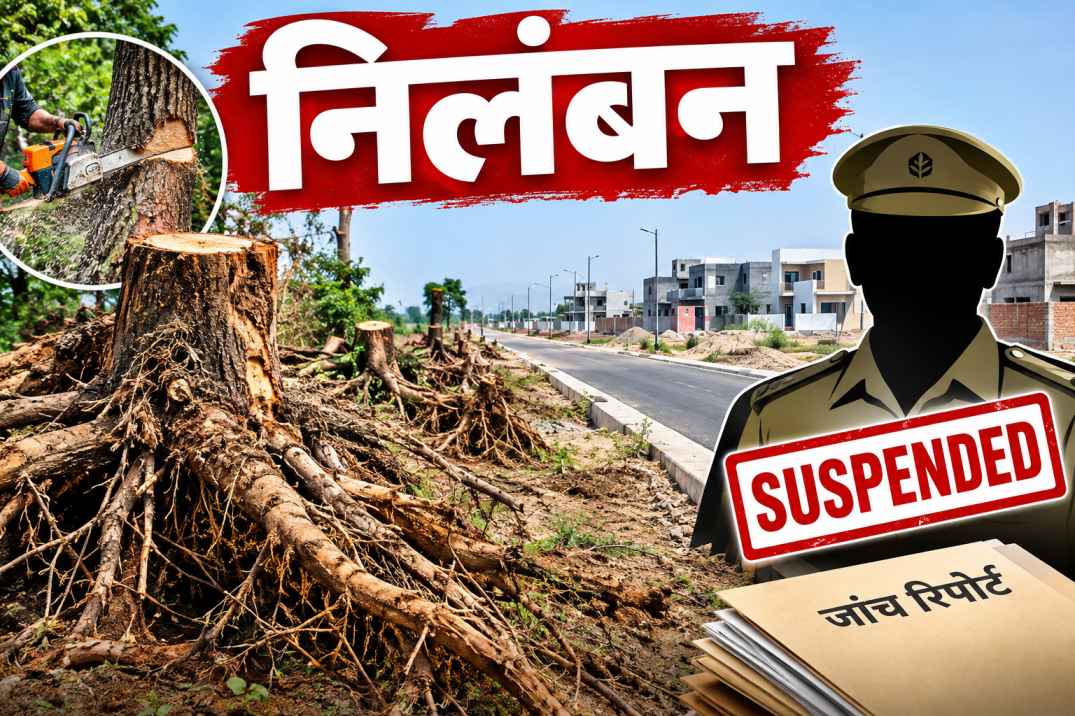  अम्बाला: 80 पेड़ों की अवैध कटाई के मामले में छूट प्राप्त वन दरोगा निलंबित, जांच के बाद गिरी गाज