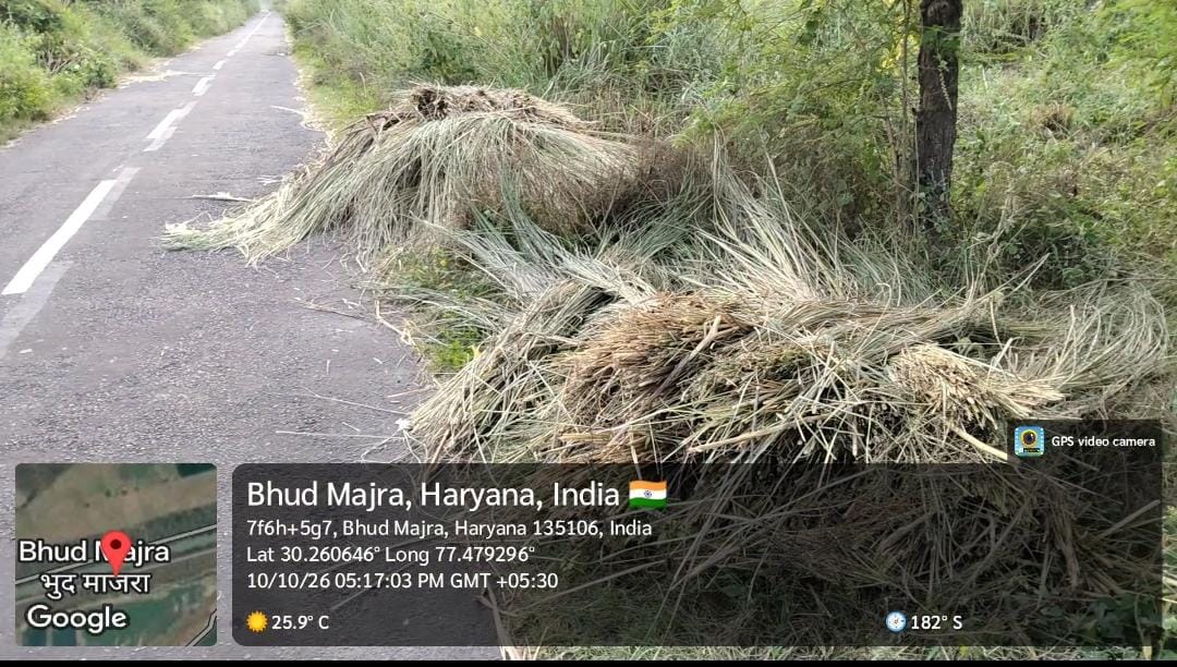 भूड़कलां के सामने पटरी के साथ खैर के जंगल से अवैध रुप से हो रहा है घास-पूले का कटान